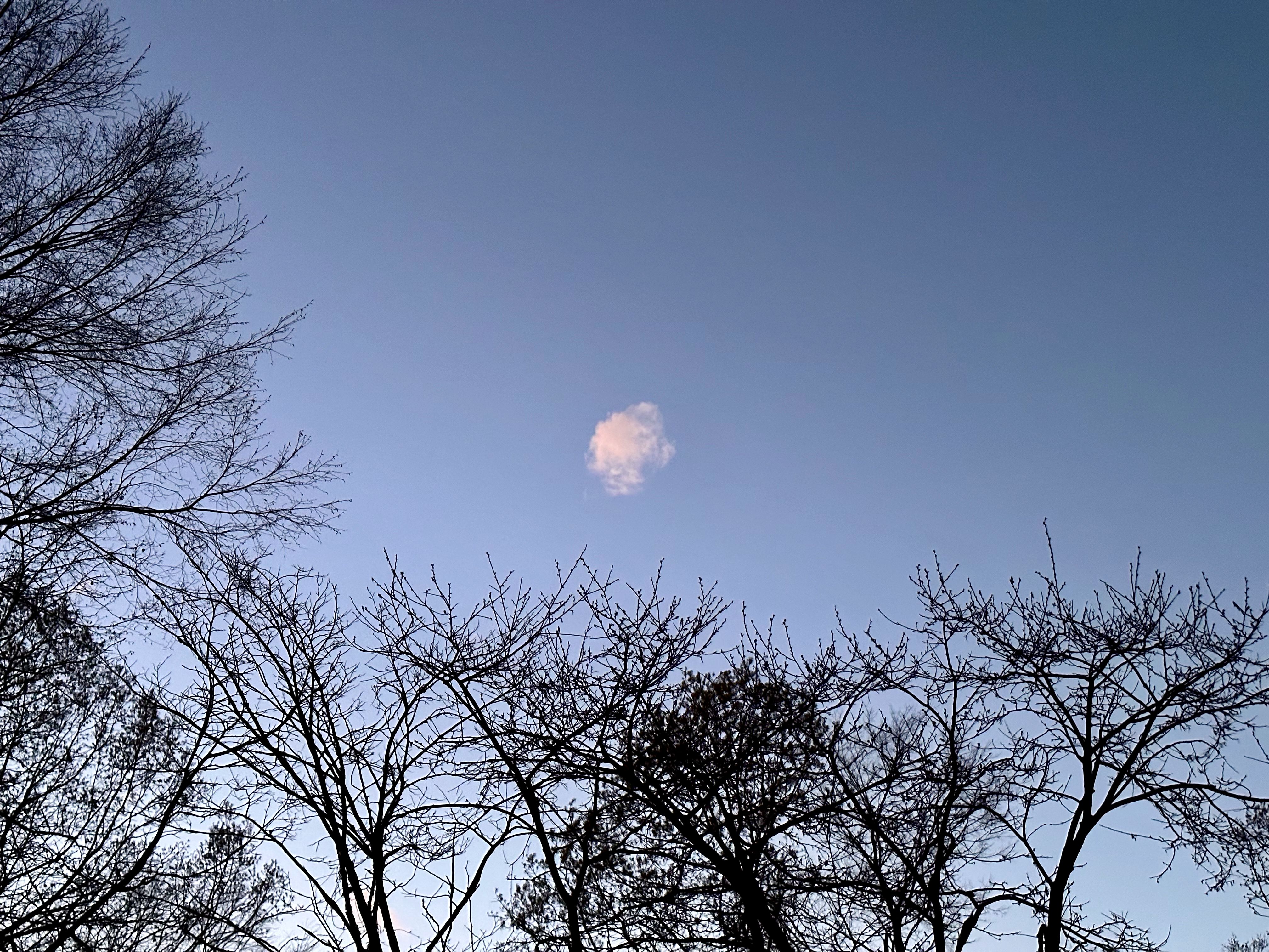 A singular, circular cloud in the sky above the tree line